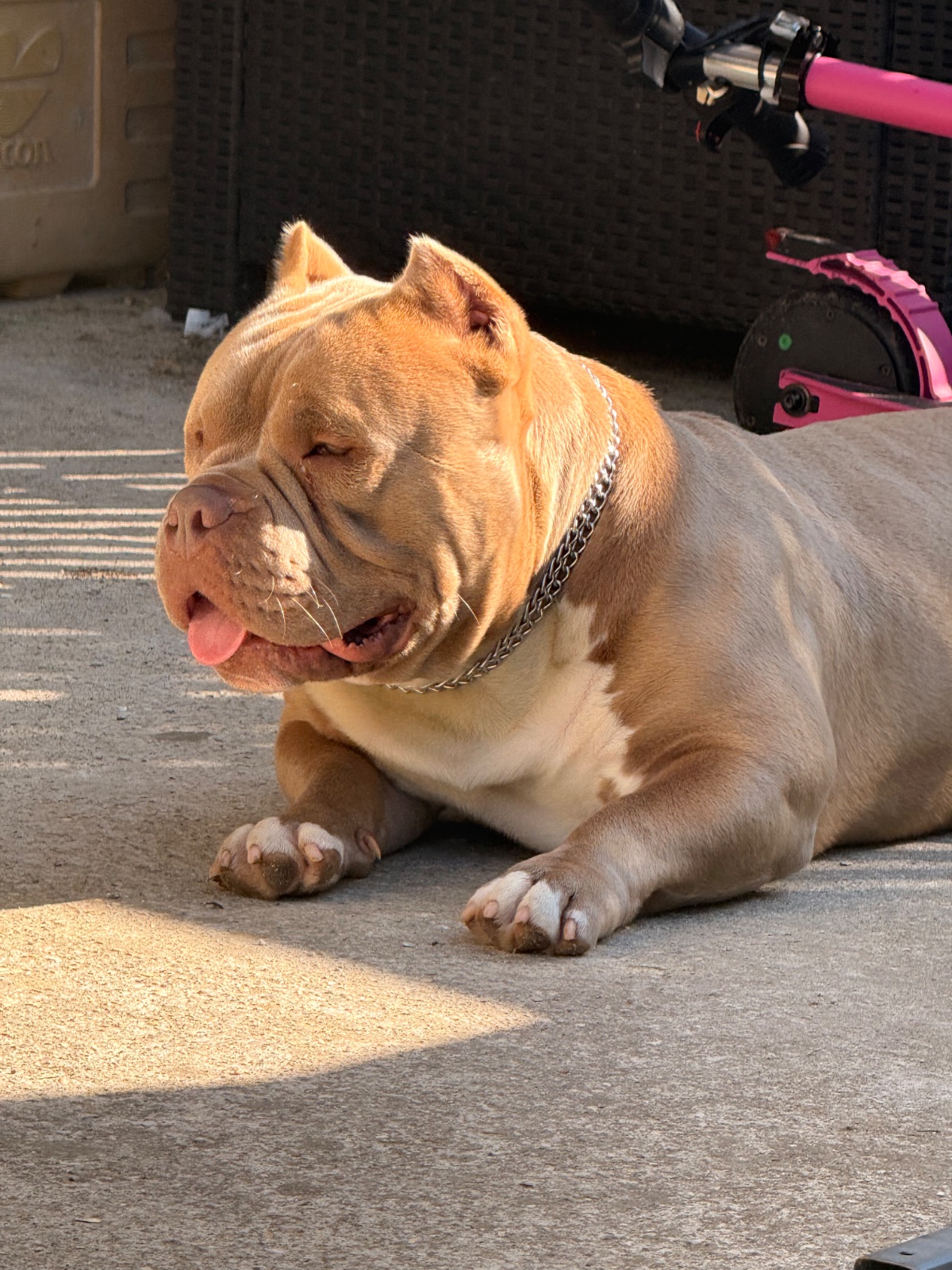 Photo de Mr Willy boy