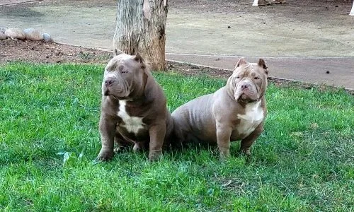 Photo de Nino,Naya.Toto,Rina