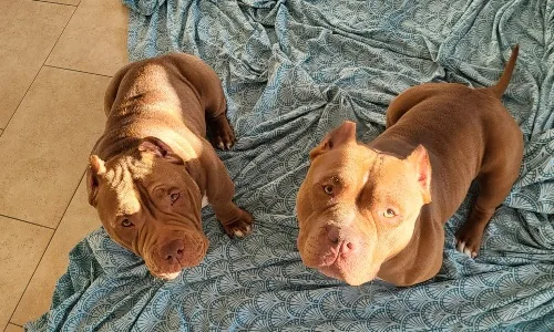 Photo de Taïro et tyrus