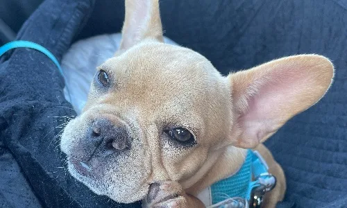 Photo de Bobby