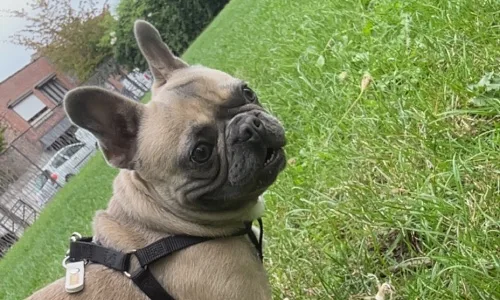 Photo de Blue