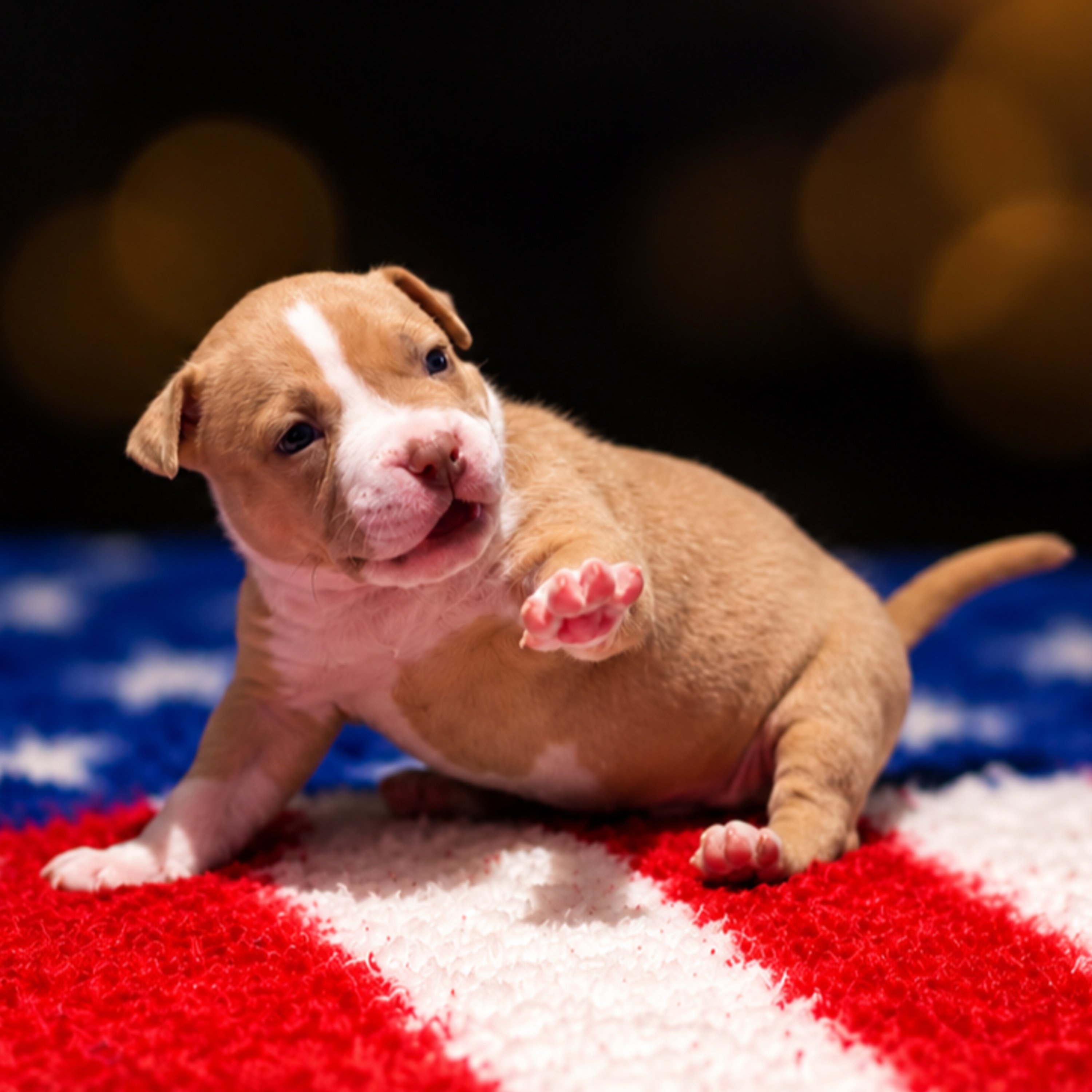 Superbe chiot mâle American Bully couleur champagne et blanc issus du meilleur élevage de France et des lignées de grand champion