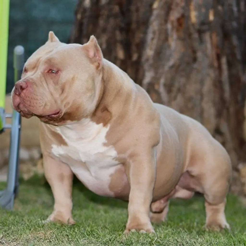 American Bully Pocket champagne compact assis dans le jardin en présentation.