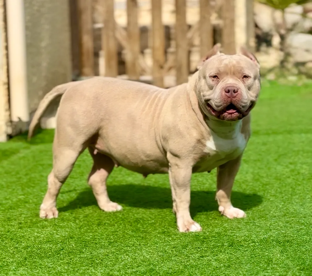 American Bully Pocket assis dans l’herbe avec une morphologie puissante.