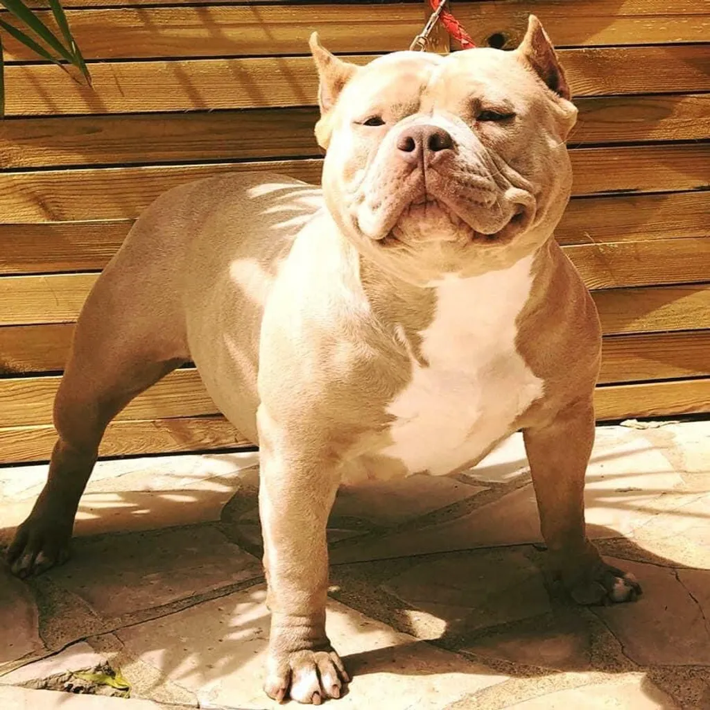 Femelle Bully Pocket champagne compacte avec une belle musculature naturelle.