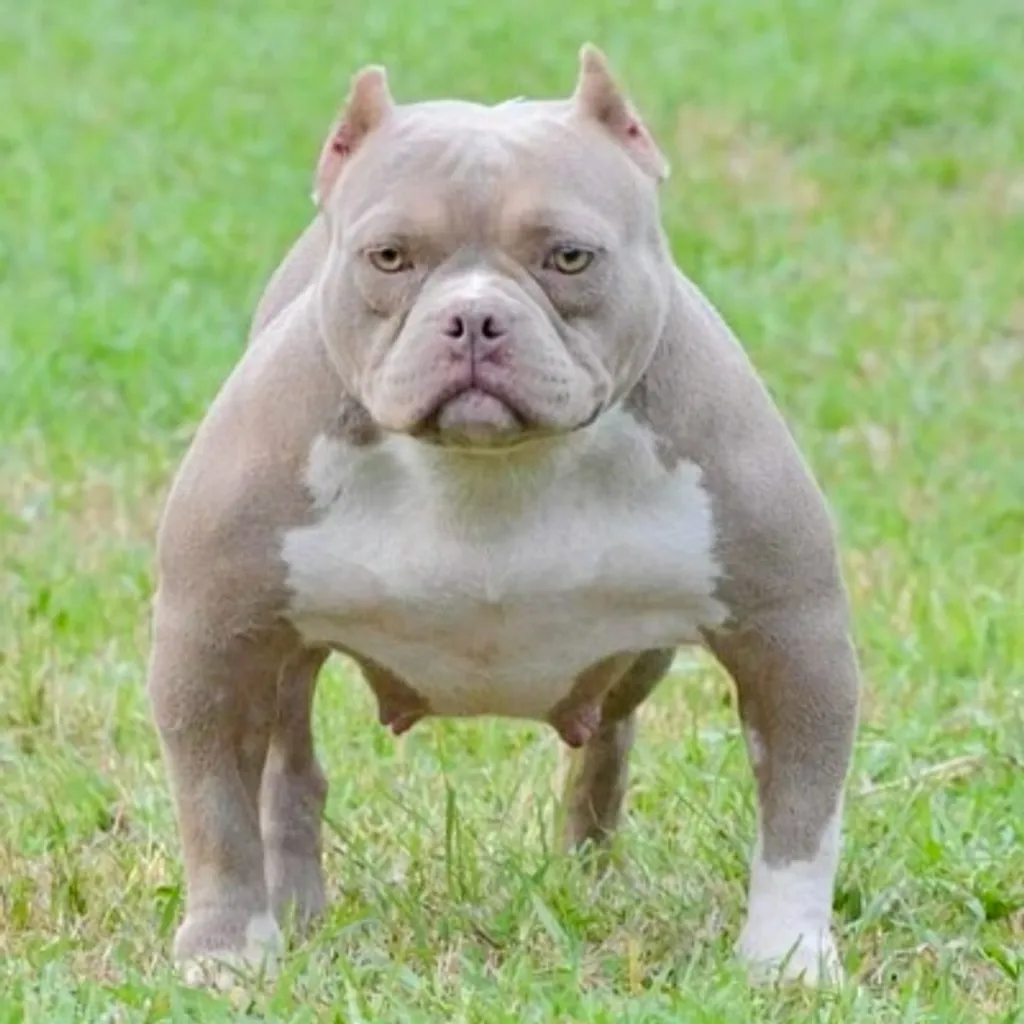 Chien Bully couleur lilac avec une belle tête ronde et expressive.