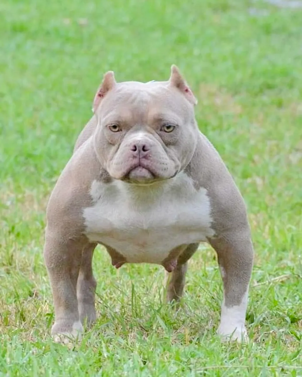 Chien Bully couleur lilac avec une belle tête ronde et expressive.