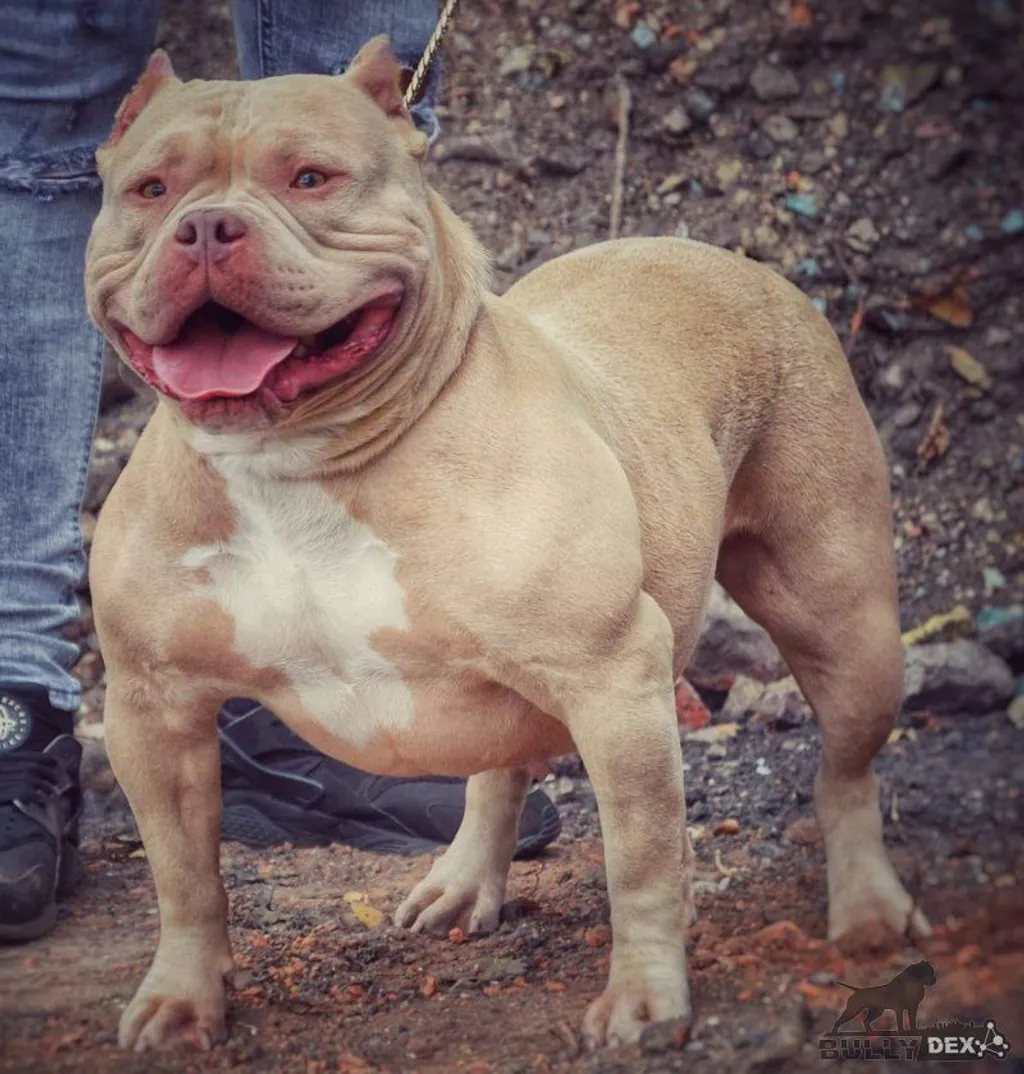 American Dream Bullys ASYA