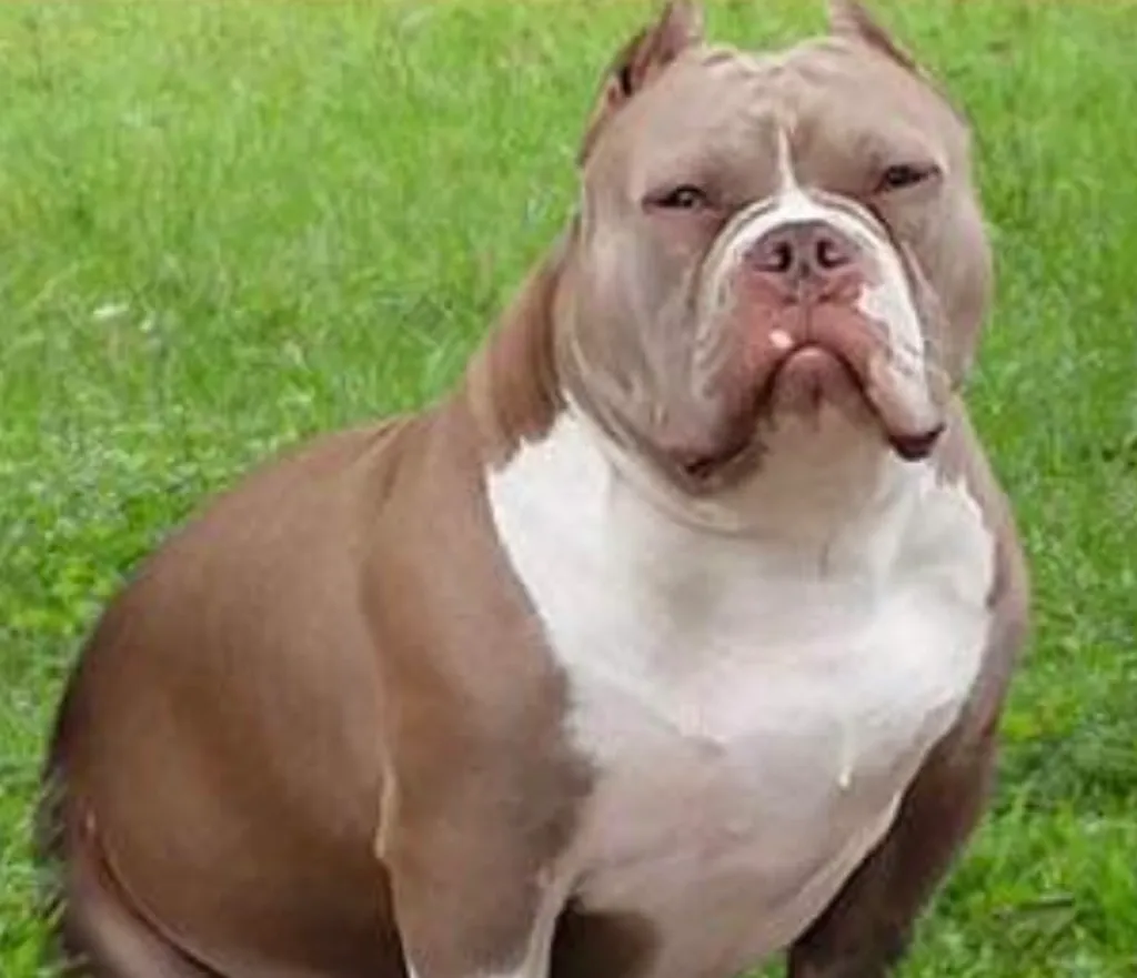 Bsl LIZE