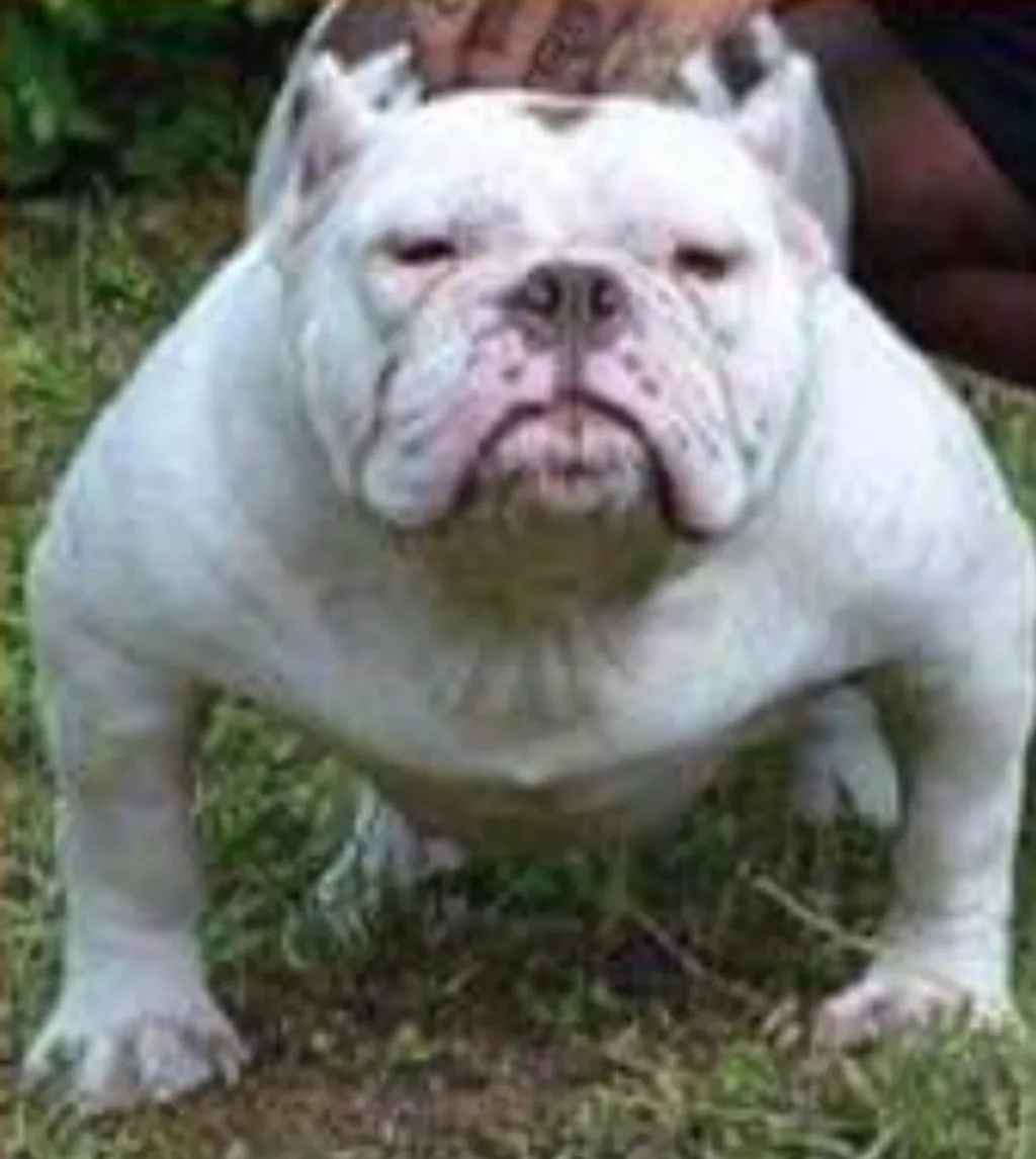 Bsl NIAMA
