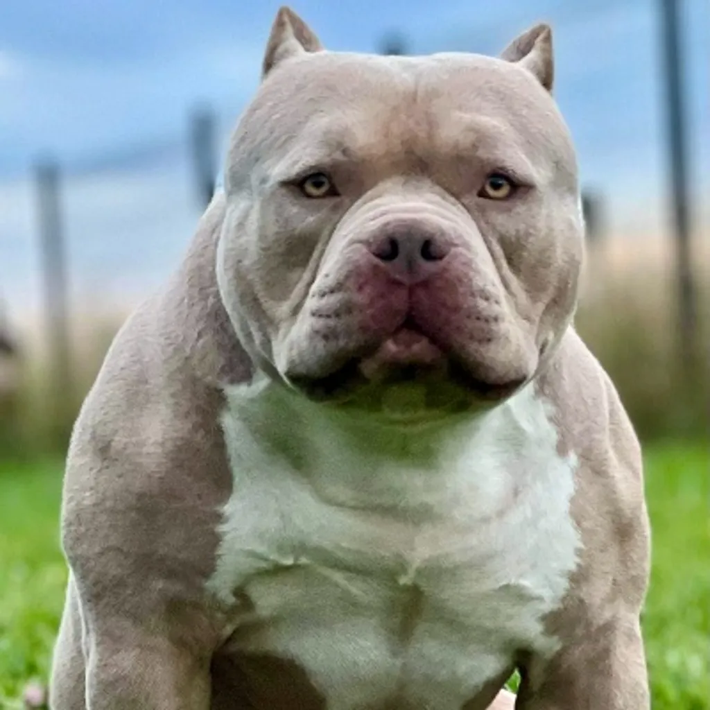 Chien American Bully exotique compact avec une silhouette courte et musclée.