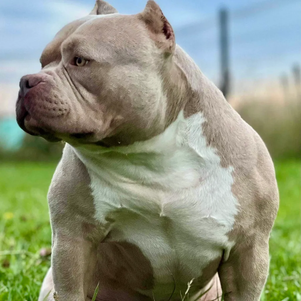 Chien American Bully exotique compact avec une silhouette courte et musclée.