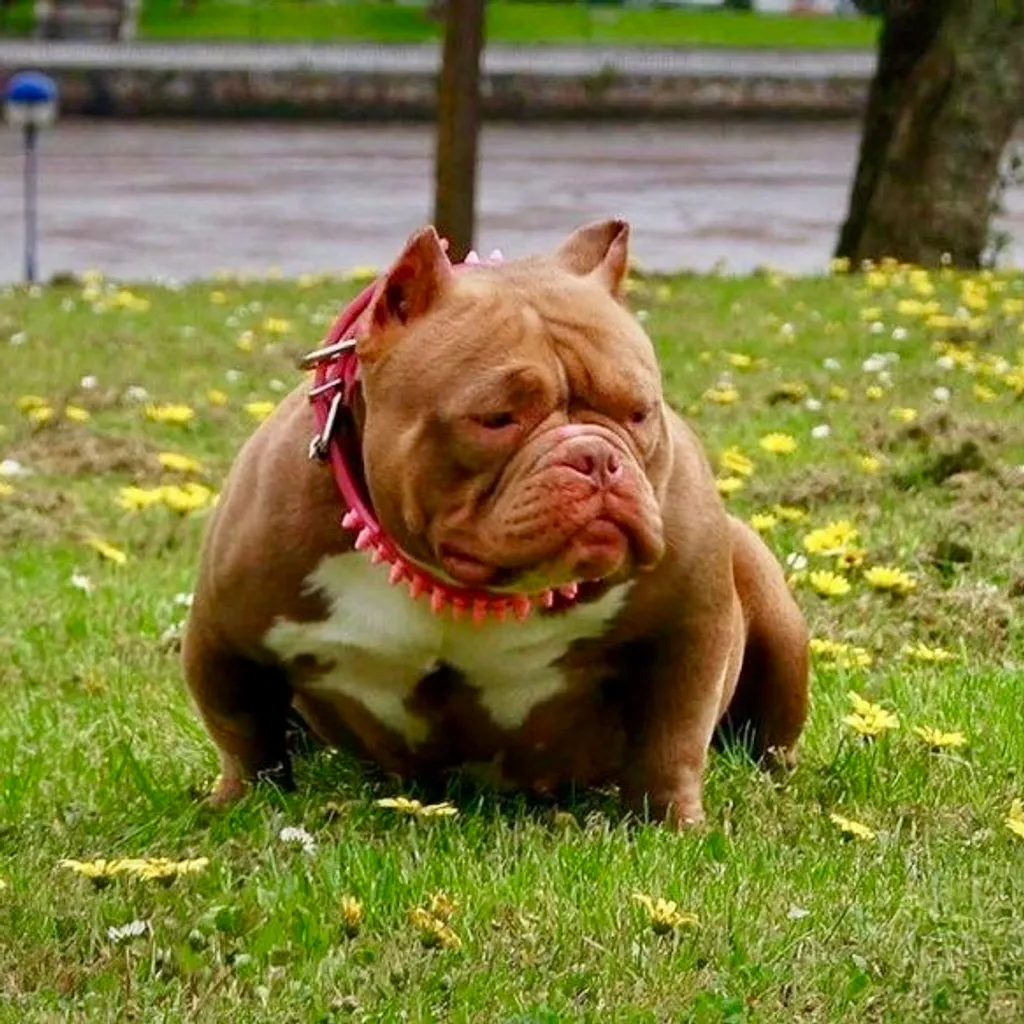 Galibully RAVEN