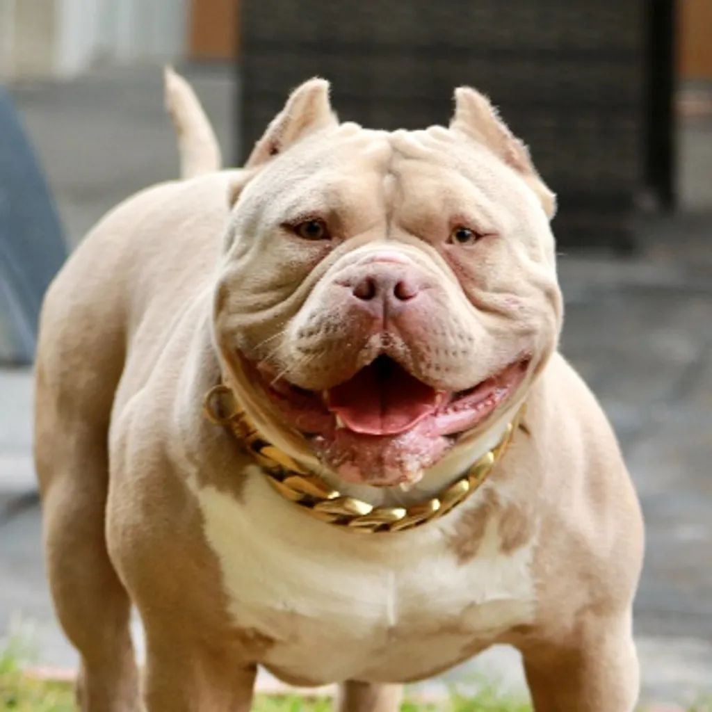 American Bully exotique avec une robe lilac rare et brillante.