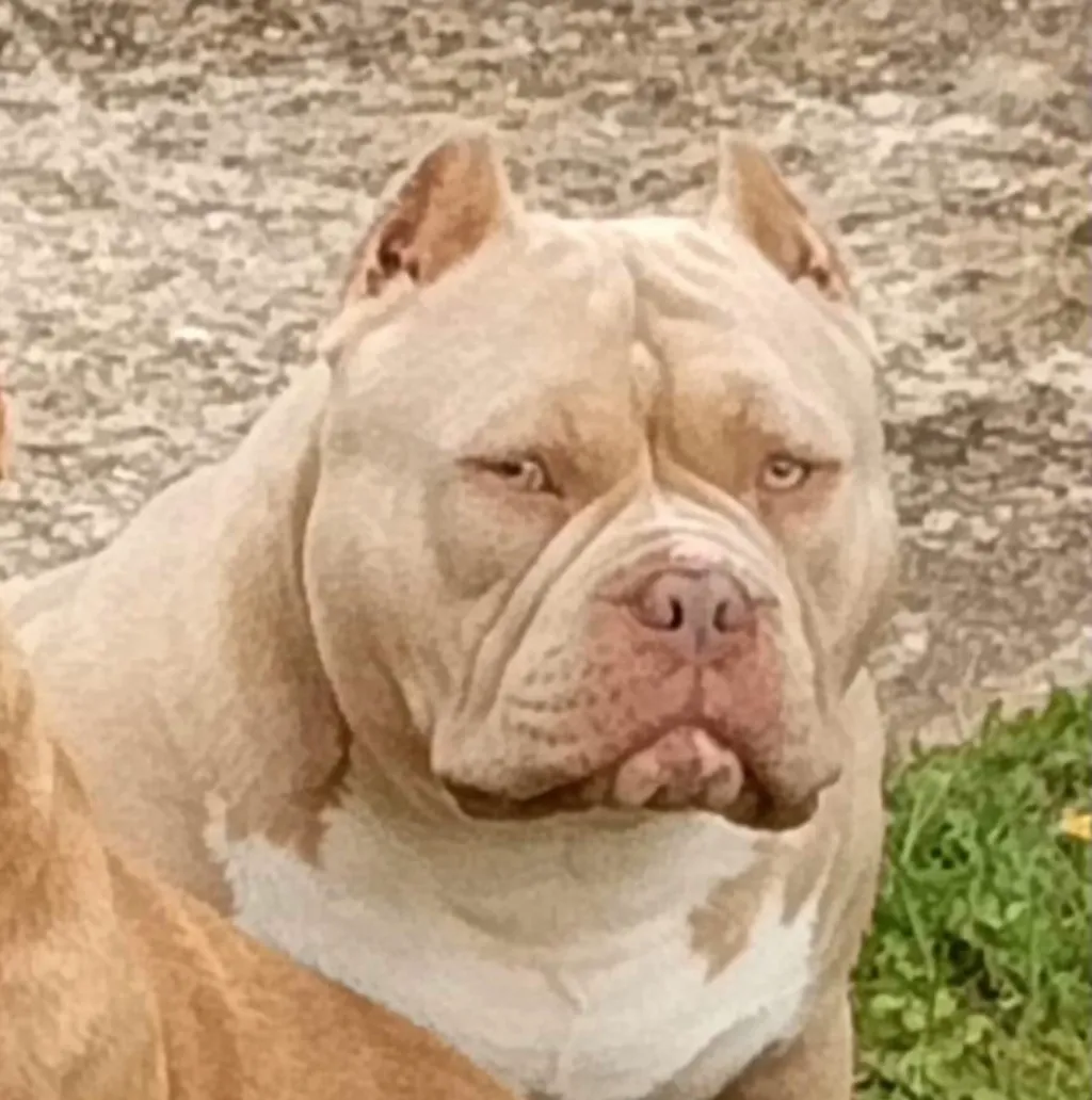 American Bully exotique avec une robe lilac rare et brillante.