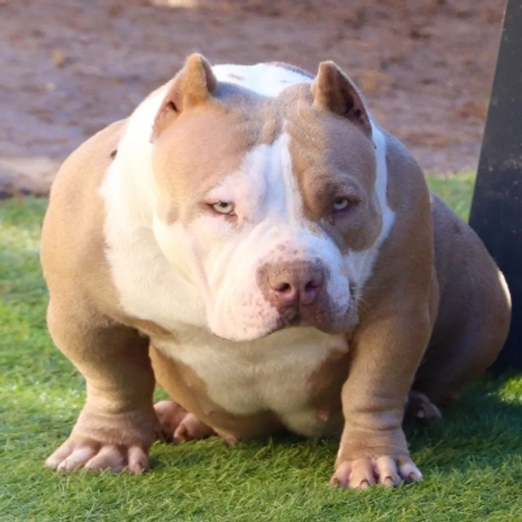 American Bully lilac avec une belle harmonie et une allure imposante.