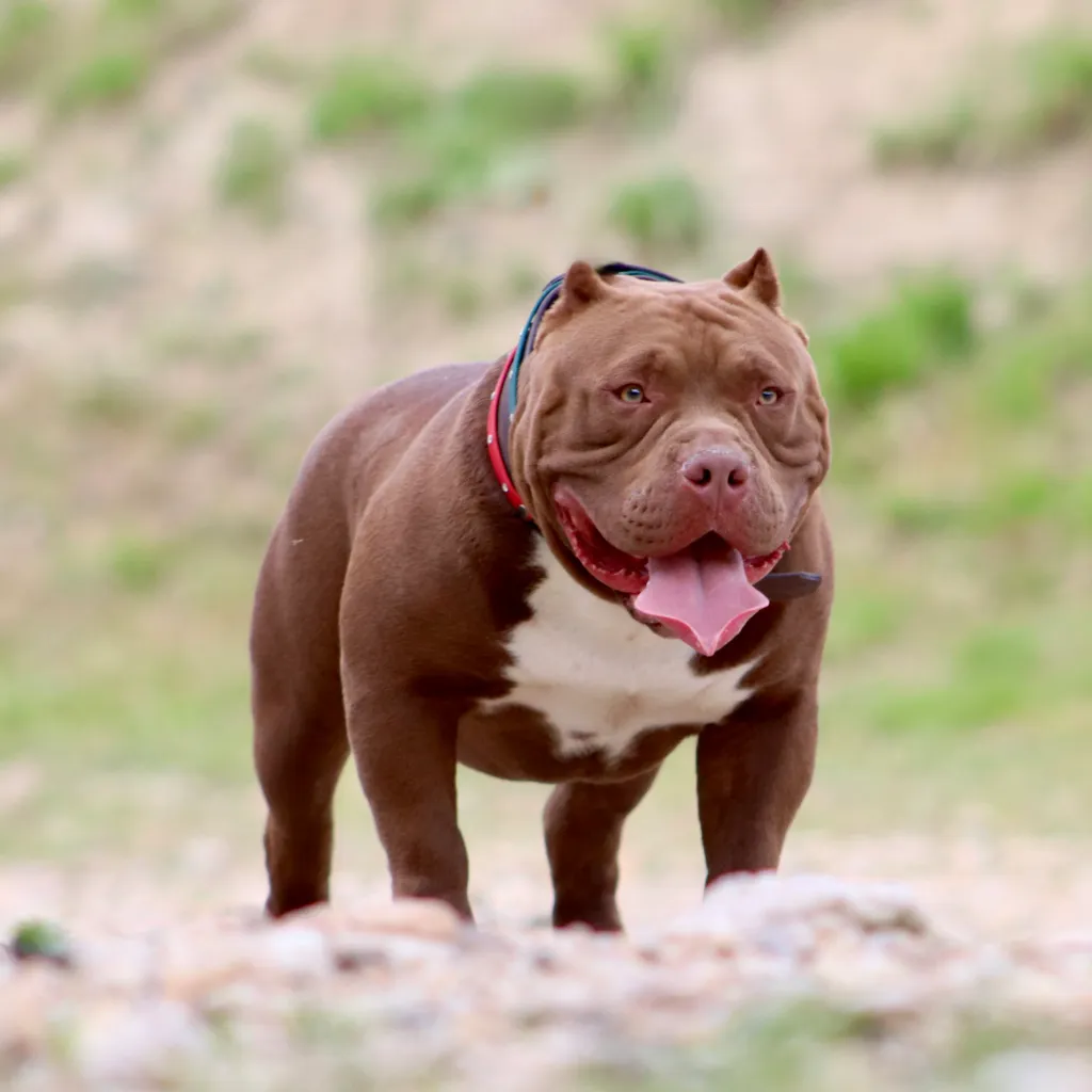 Bully choco avec une expression attentive et une belle construction compacte.