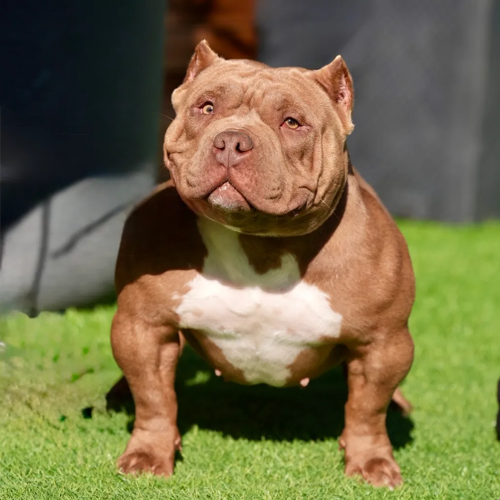 Femelle couleur chocolat au type puissant et à la belle allure naturelle d’American Bully.