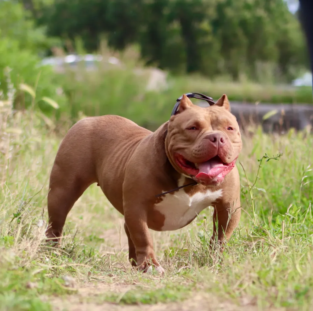 Femelle American Bully choco avec une morphologie harmonieuse et musclée.