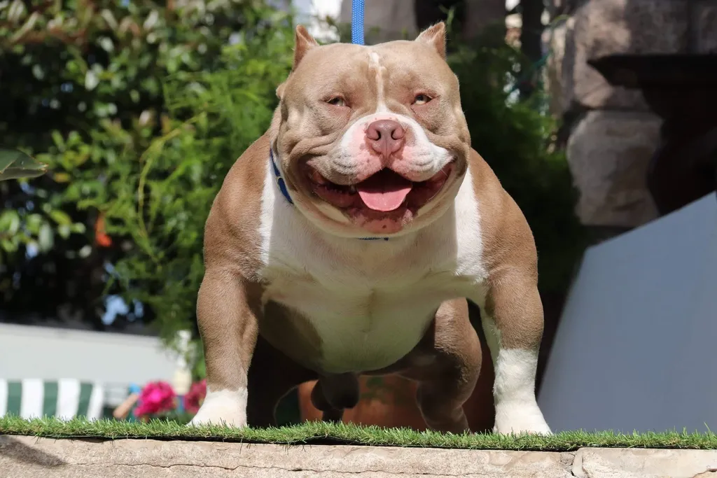 Azur Bully ZEUS