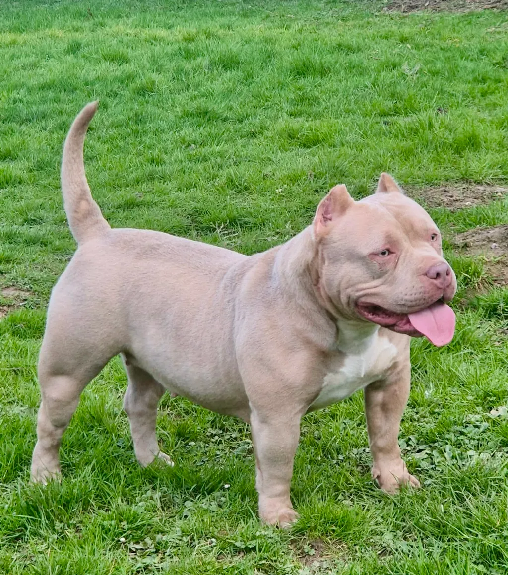 American bully Pocket femelle dans le jardin sur le gazon 