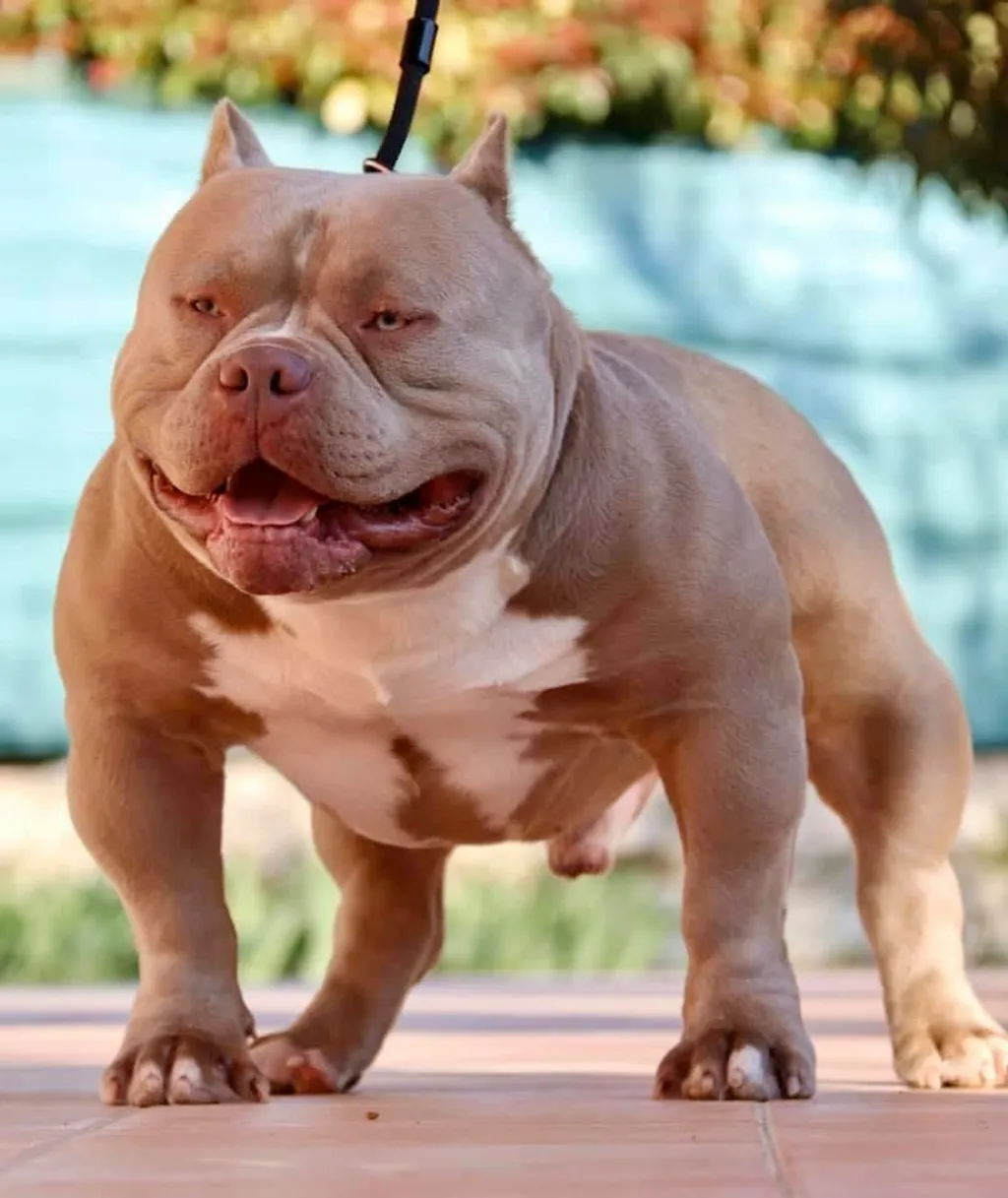 Azur Bully KLAUS