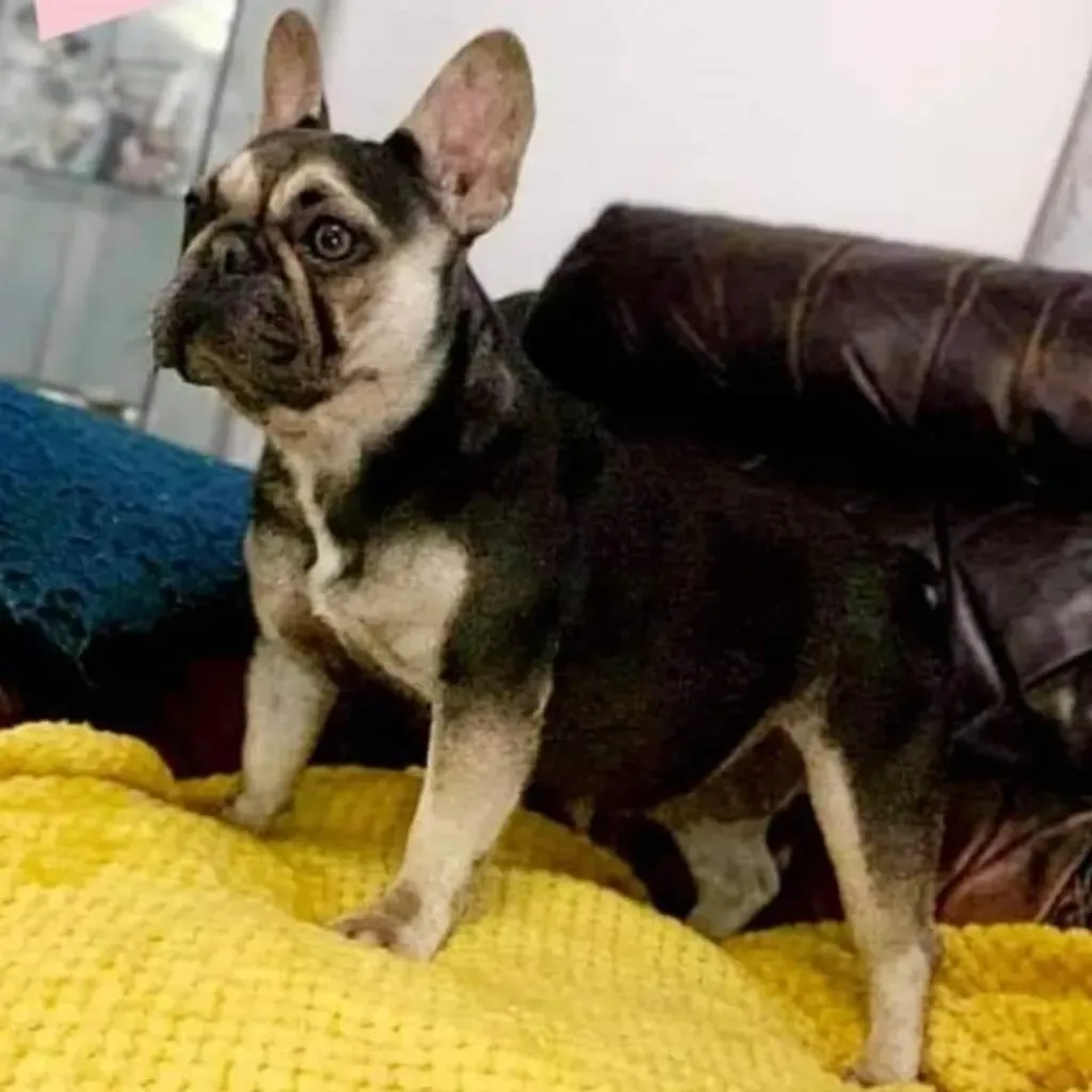 ZEUS 