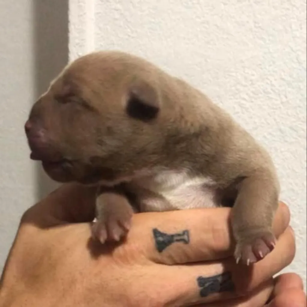 Chiot American Bully Pocket de grande lignée