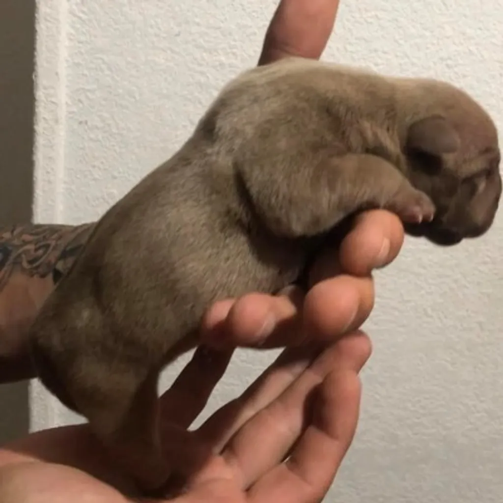Chiot American Bully de trois jours lignée champion mondial