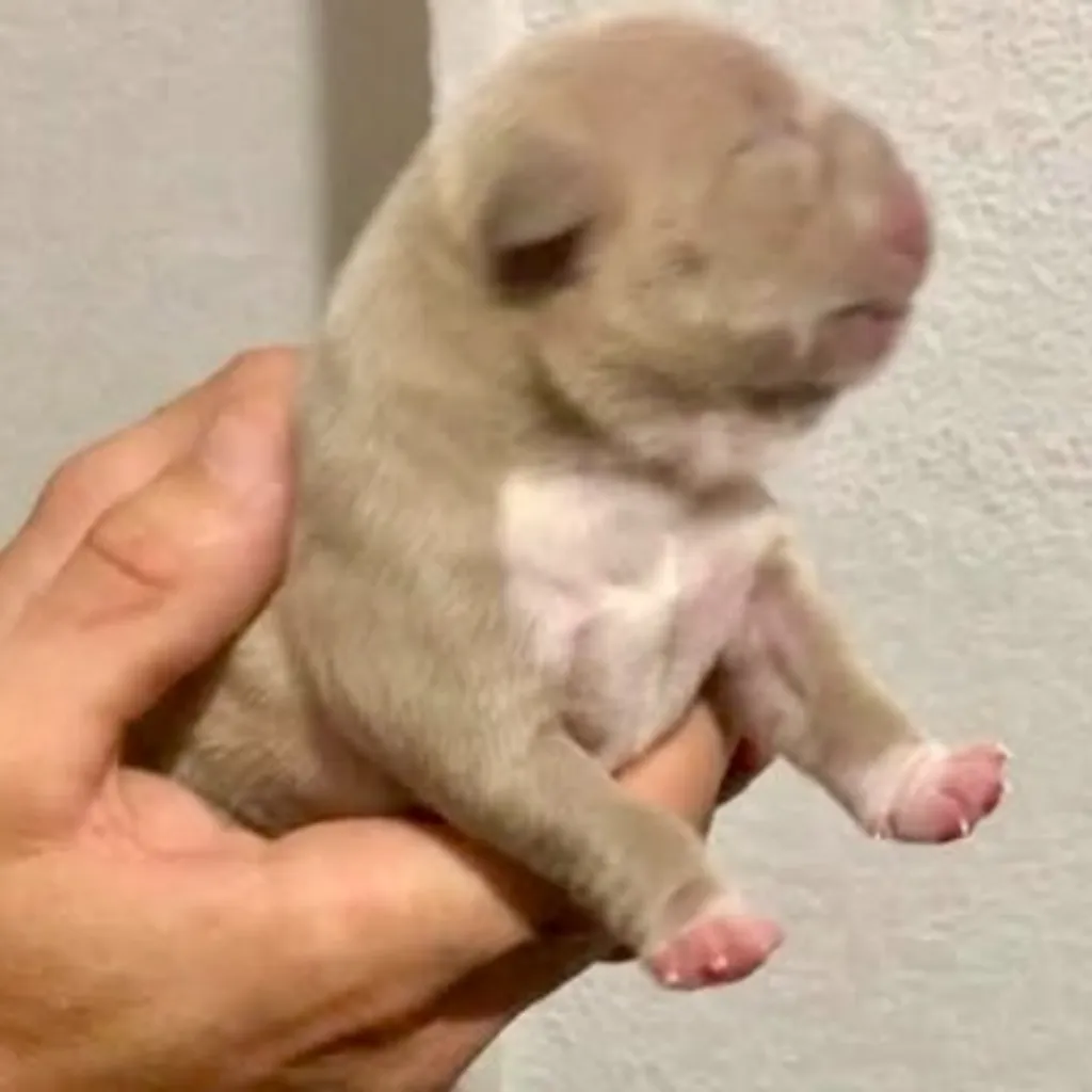 Chiot American Bully Pocket lignée champion mondial gran dali