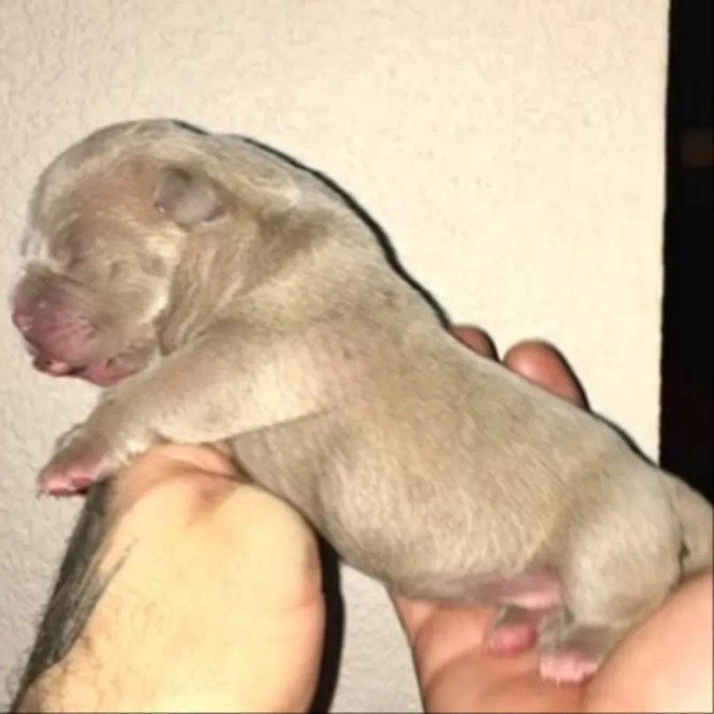 Magnifique chiot American Bully trois jours petit fils champion mondial