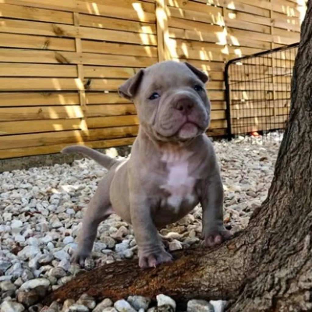 American Bully poket avec une belle prestance 