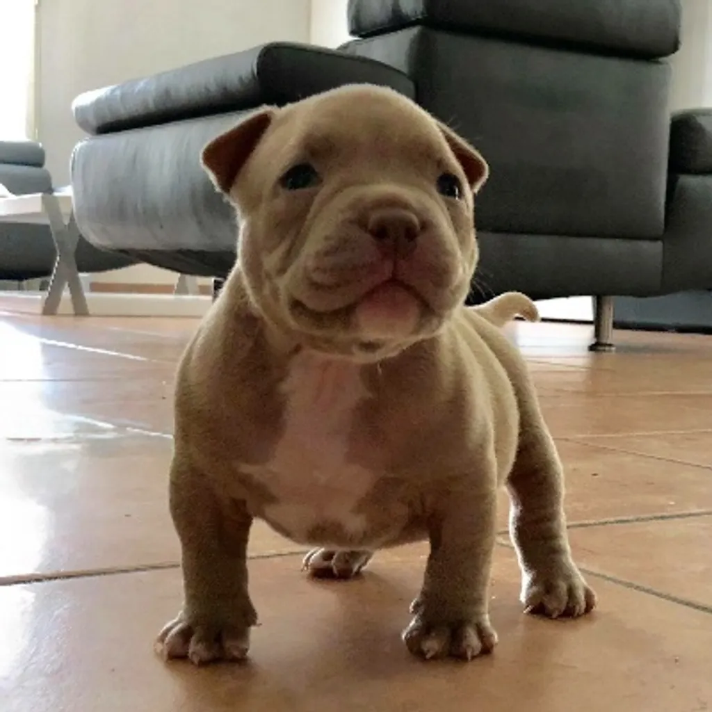 Chiot American bully de cinq semaines 