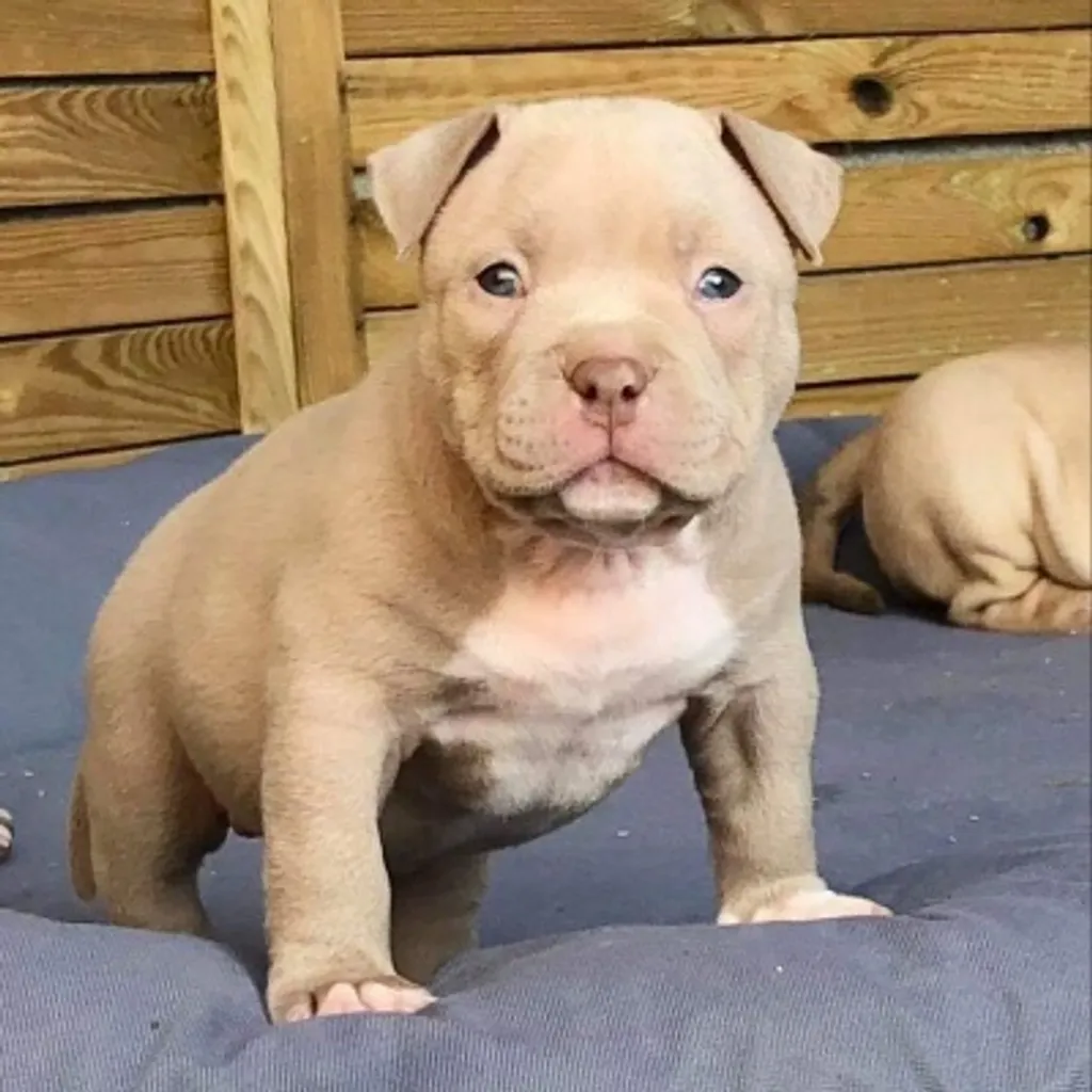 Chiot American Bully pocket femelle de cinq semaines dans le jardin 