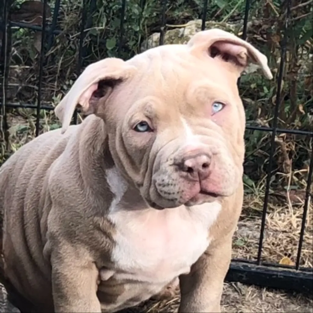Chiot American Bully pocket femelle avec ses yeux bleus 