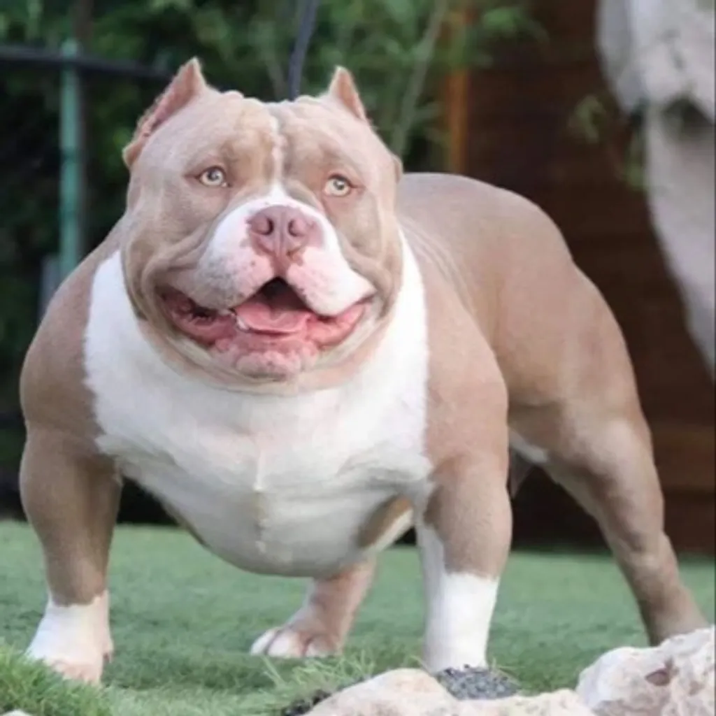 American Bully champagne avec une ossature massive et harmonieuse.