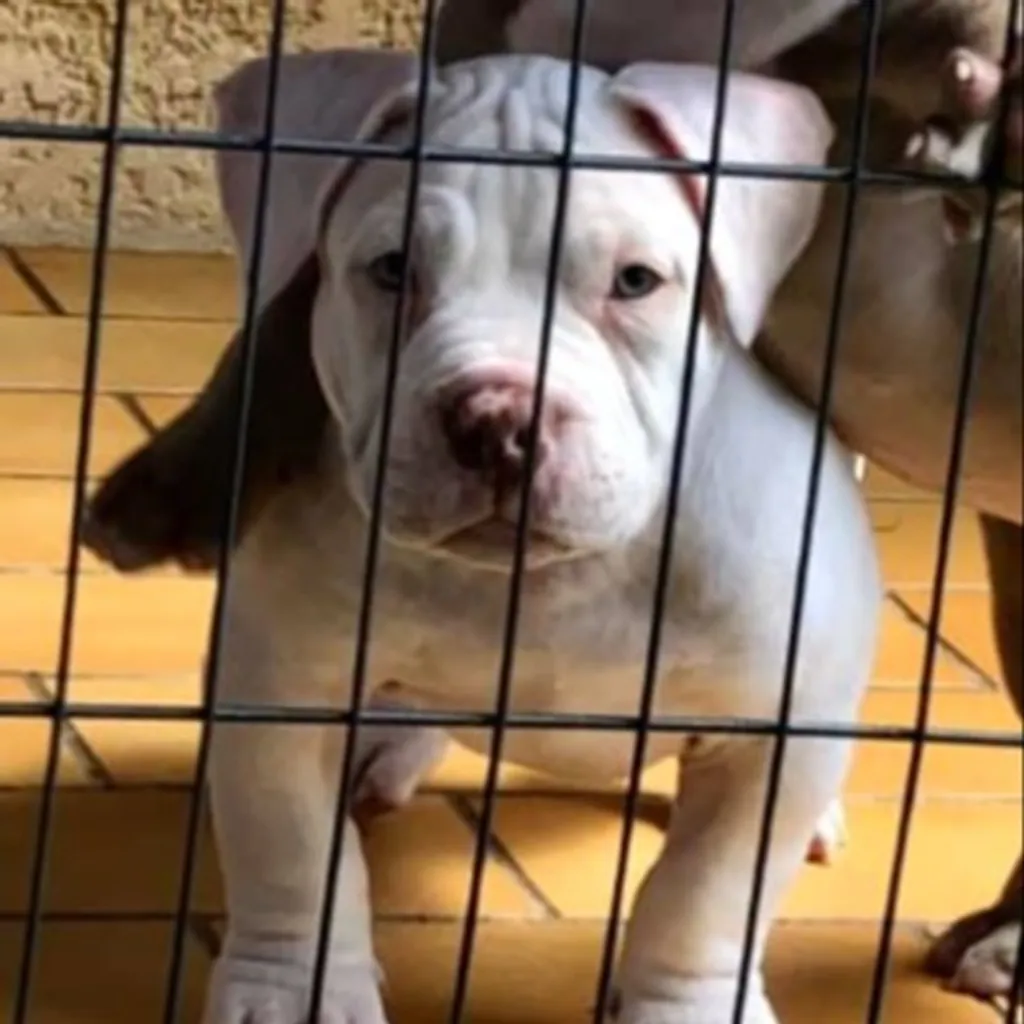 Olaf American bully poket 7 semaines 