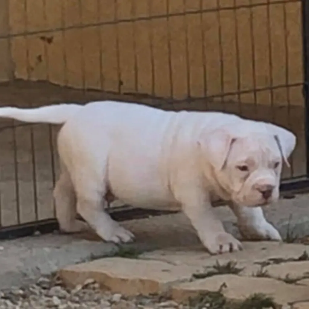 Chiot American bully pocket dans la cour 