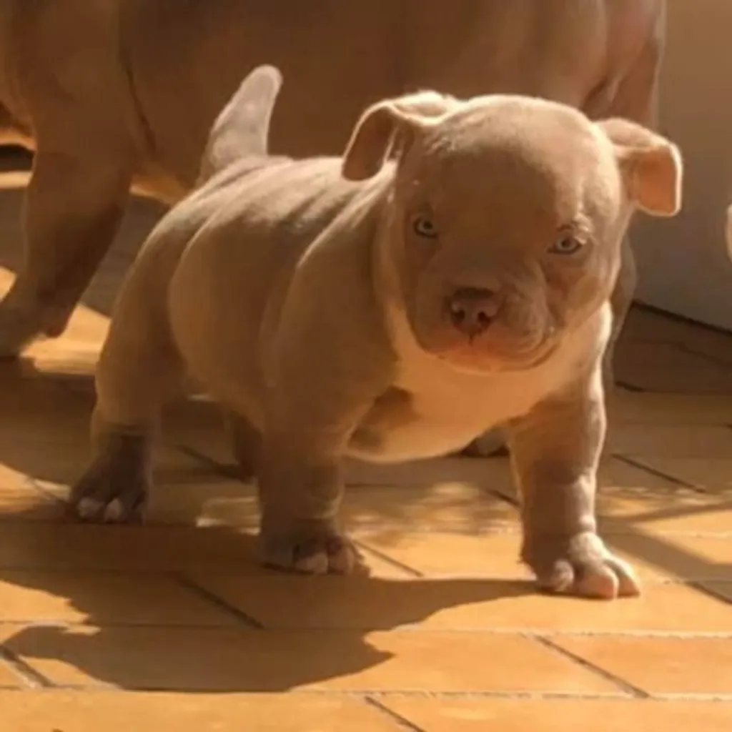 Chiot American bully pokcket qui prend la pause sur la terasse 