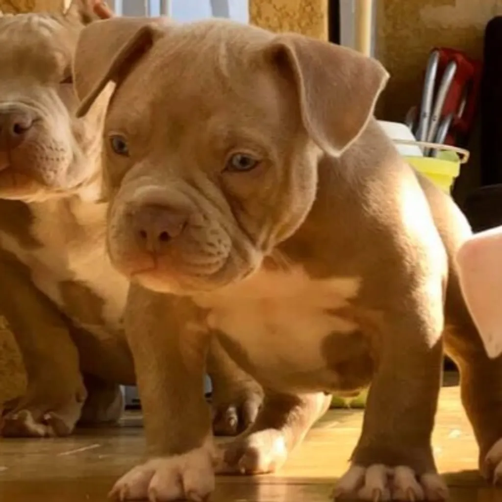 American Bully pocket de sept semaines qui prend la pose 