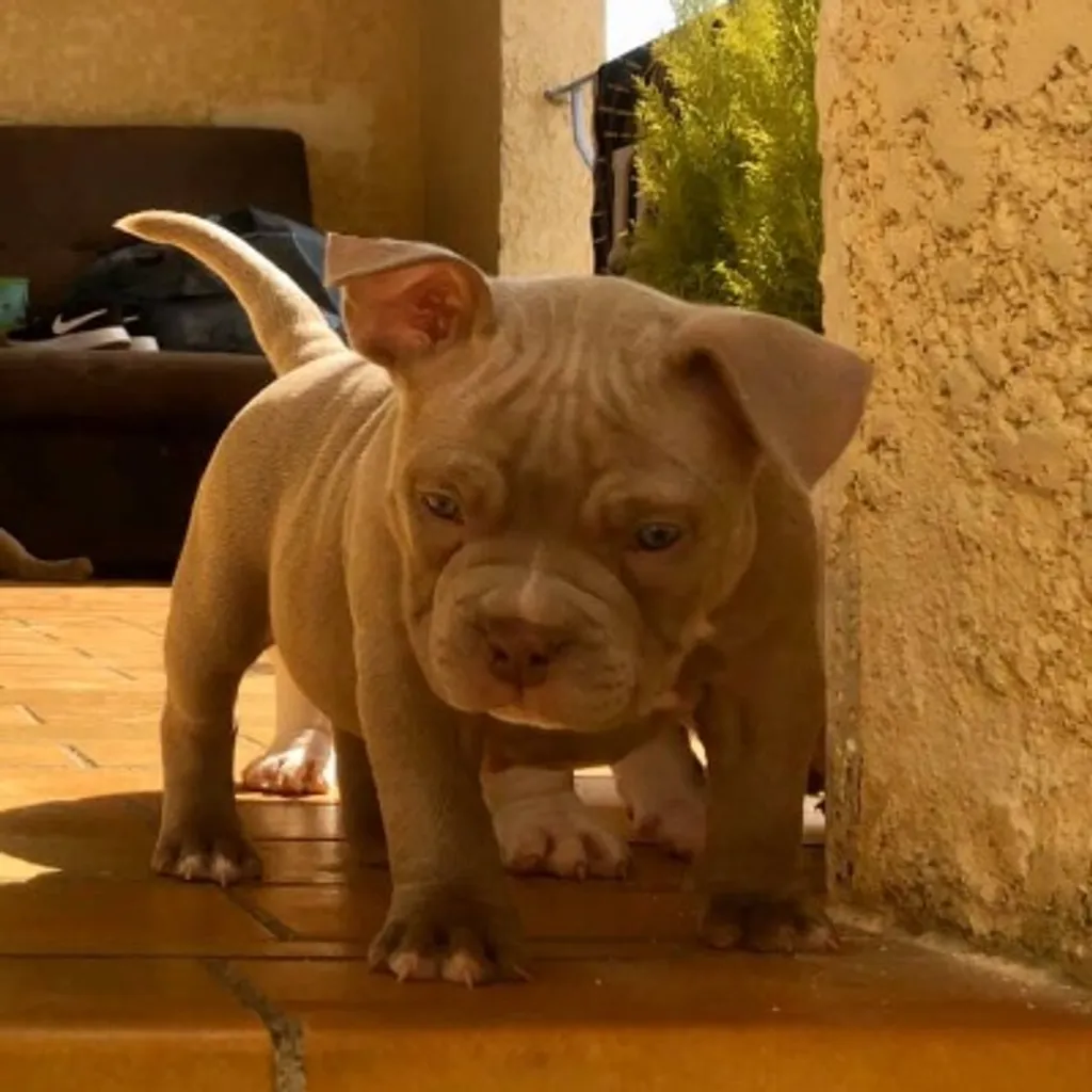 Chiot American bully pocket femelle qui prend une belle pose 
