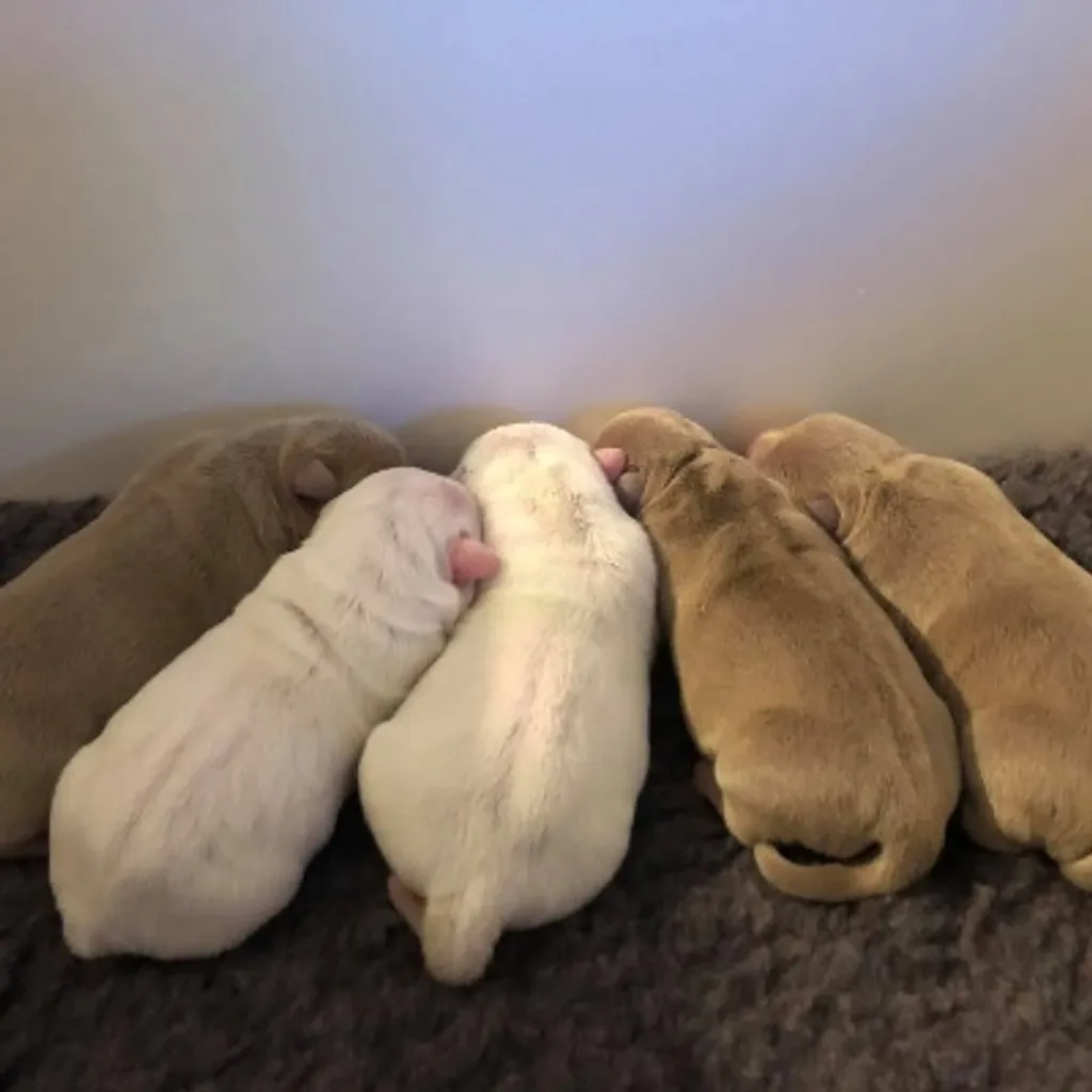 Naissance des chiots American bully pocket 