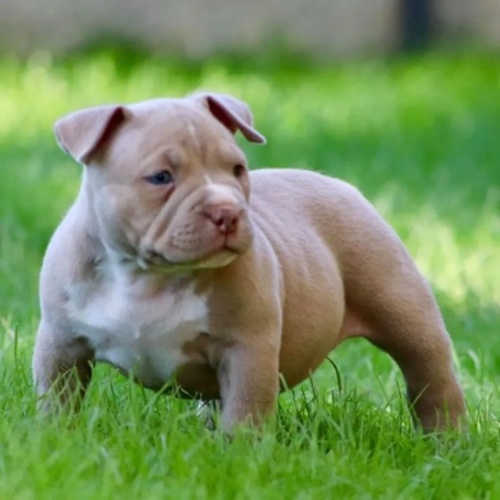Mashtok, chiot American bully pocket dans le jardin 