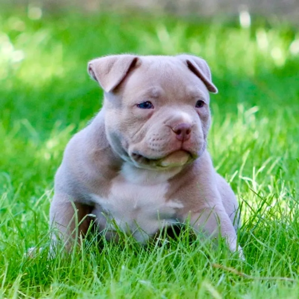 Chiot American bully pocket assis dans le jardin 
