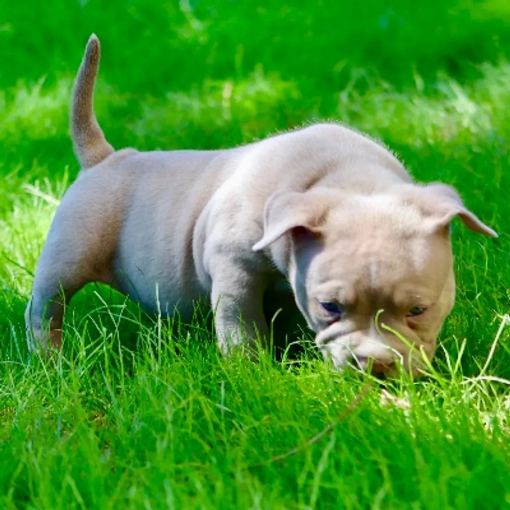 Chiot American bully pocket de de cinq semaines qui se promène dans le jardin 
