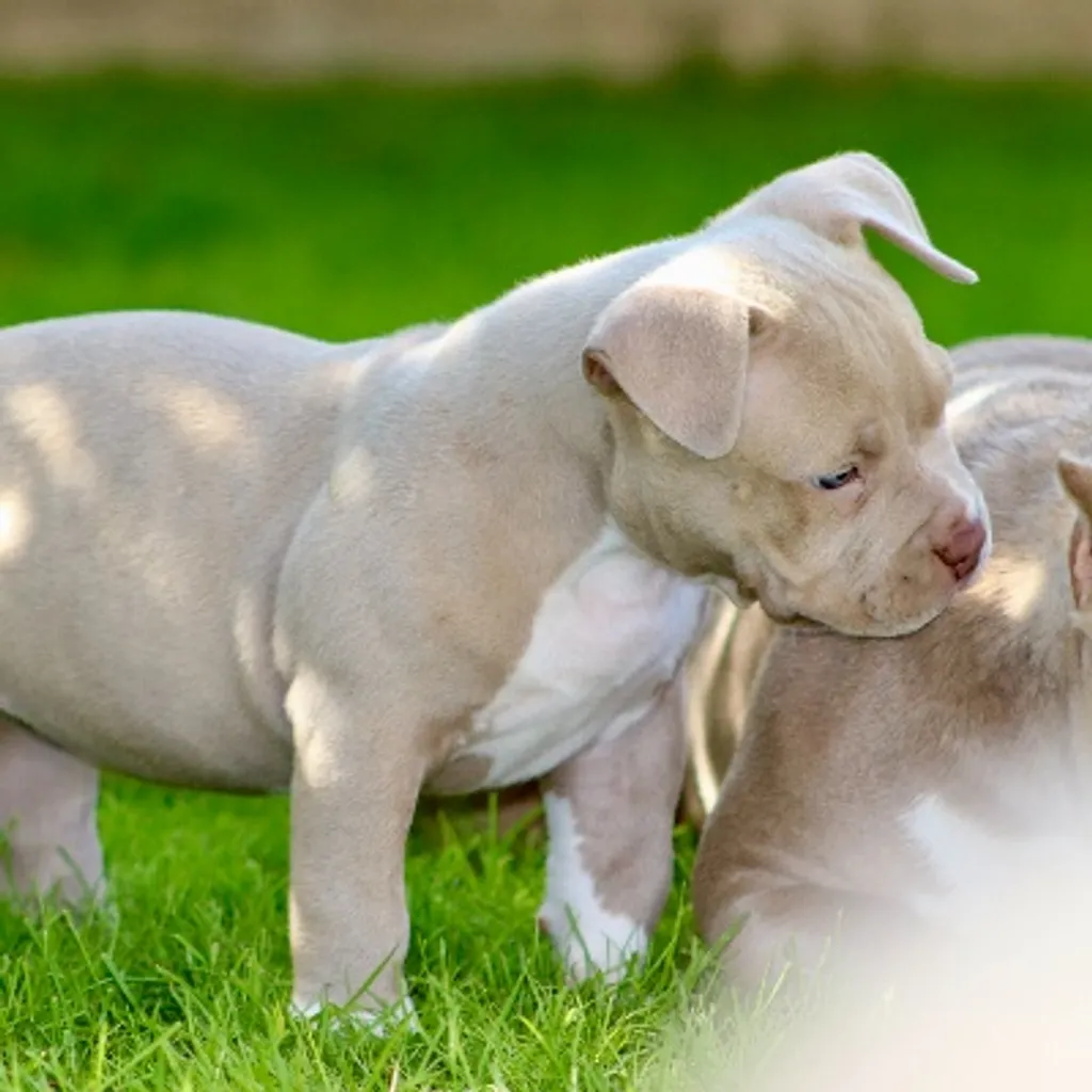 Lady chiot American bully pocket femelle dans le jardin 