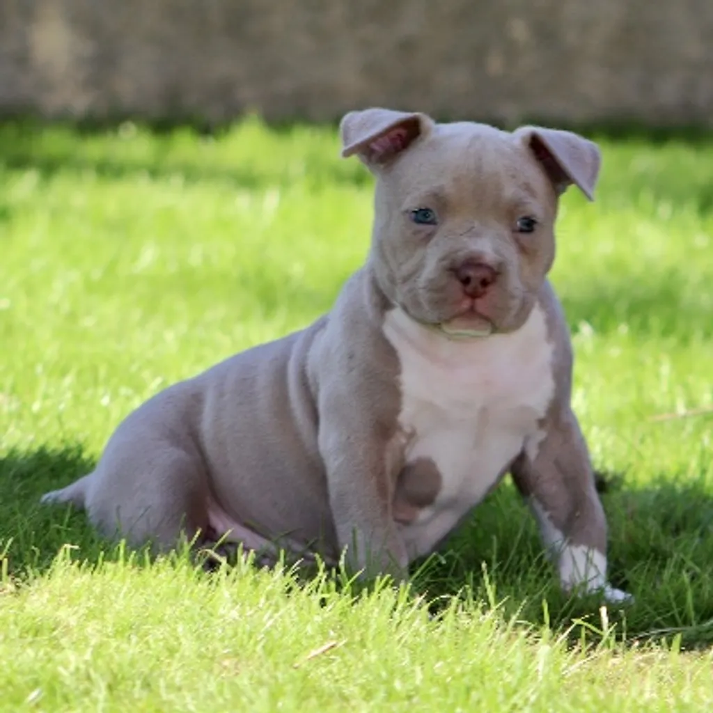Leon chiot American bully qui pose dans le jardin au soleil 