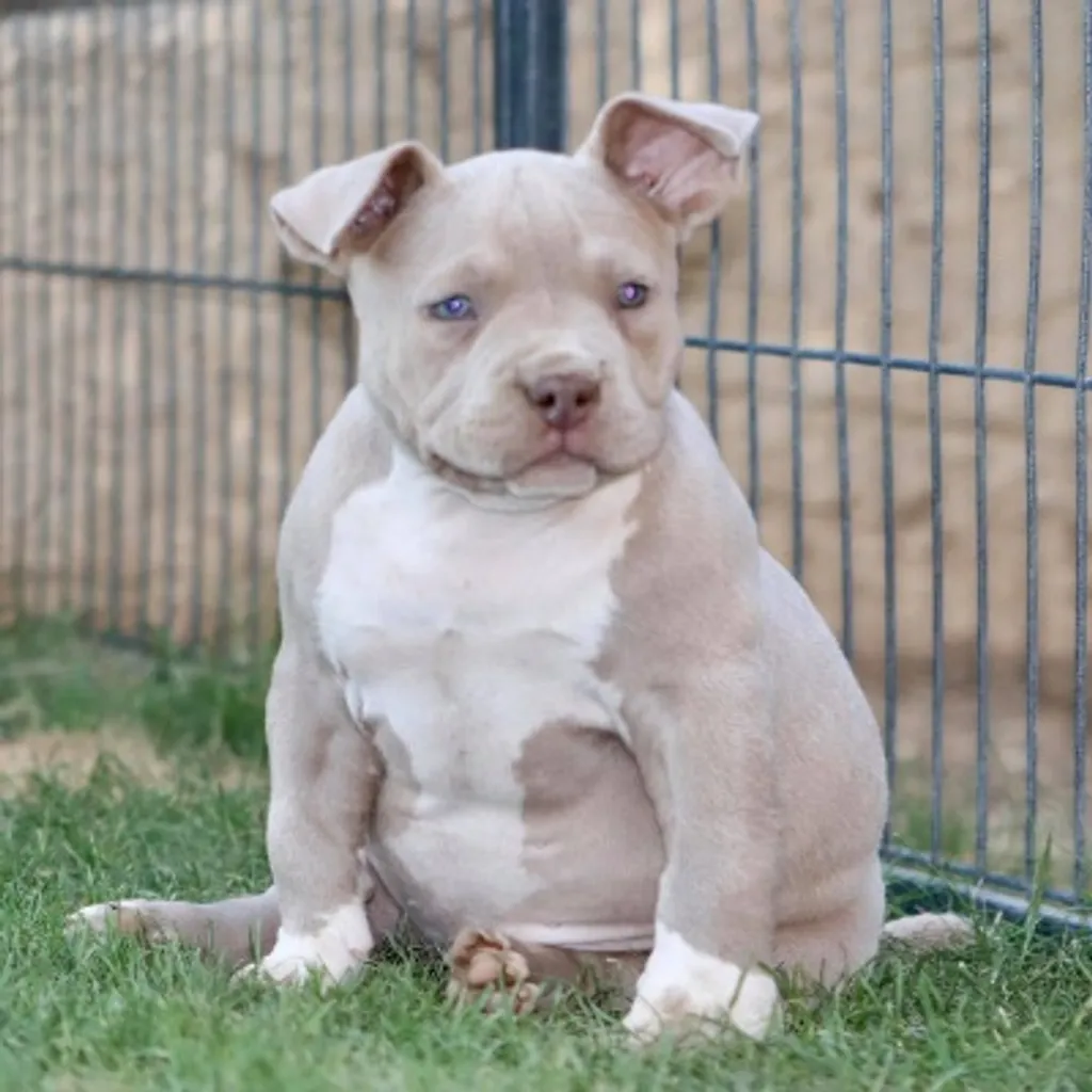 Oxmo chiot American bully pocket assis dans le jardin de la maison 