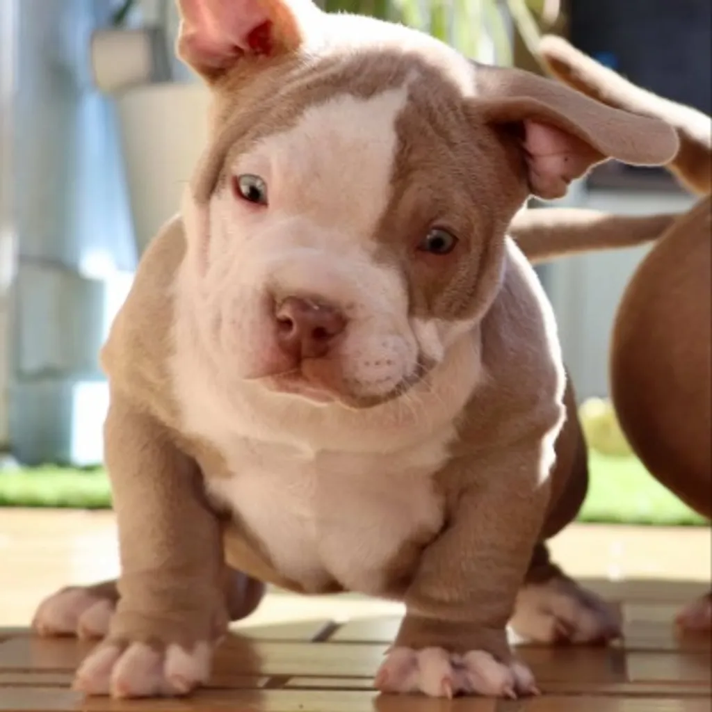 Sinaloa femelle American bully avec un superbe regard 