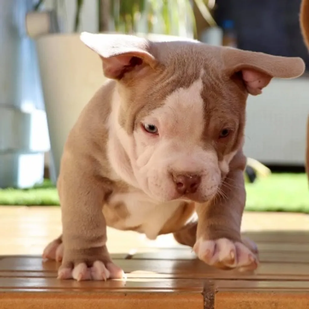 Sinaloa chiot American bully pocket sur la térasse pour une séance photo 